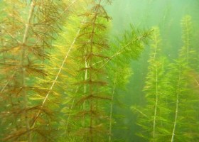 myriophylle
